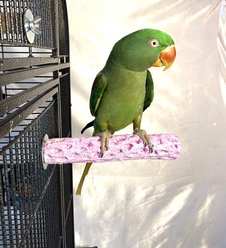 Polly's Pet Products Grape Flavor Tooty Fruity Bee Pollen Bird Perch, Purple, Medium slide 2 of 9