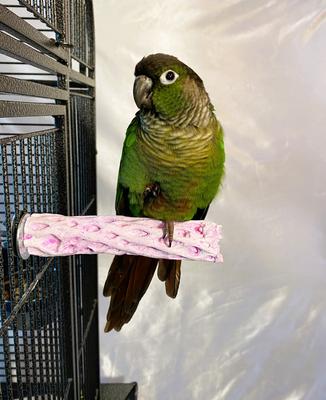 Show full view: Polly's Pet Products Grape Flavor Tooty Fruity Bee Pollen Bird Perch, Purple, Small slide 2 of 10
