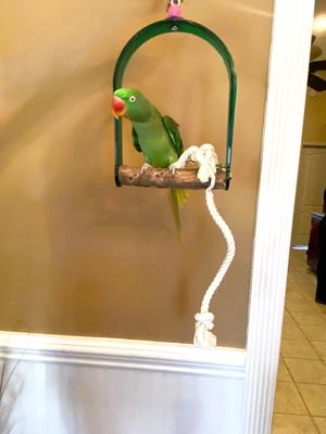 Show full view: Polly's Pet Products Hardwood Arch Bird Swing, Large slide 8 of 9