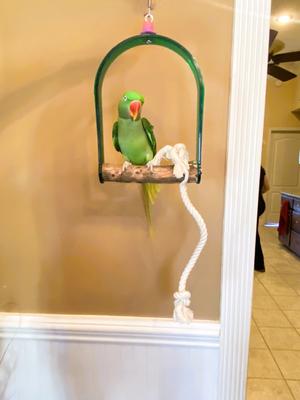 Show full view: Polly's Pet Products Hardwood Arch Bird Swing, Large slide 3 of 9