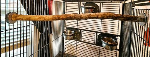 Show full view: Polly's Pet Products Hardwood Bird Perch, 20-in slide 2 of 7