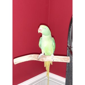 Polly's Pet Products Hardwood Bird Perch, Large