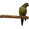 Show in main carousel: Polly's Pet Products Hardwood Bird Perch, Small slide 4 of 5