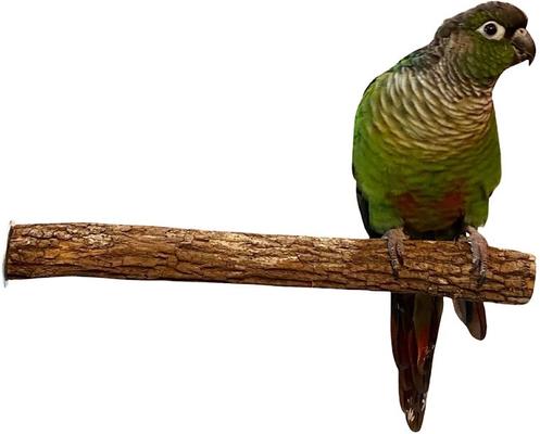 Show full view: Polly's Pet Products Hardwood Bird Perch, Small slide 4 of 5