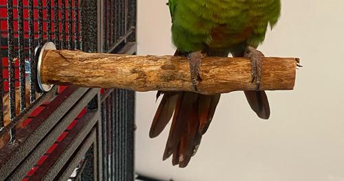 Show full view: Polly's Pet Products Hardwood Bird Perch, X-Small slide 6 of 7