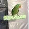 Show in main carousel: Polly's Pet Products Kiwi-Lime Flavor Tooty Fruity Bee Pollen Bird Perch, Green, Large slide 2 of 10