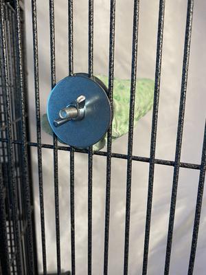 Show full view: Polly's Pet Products Kiwi-Lime Flavor Tooty Fruity Bee Pollen Bird Perch, Green, Large slide 6 of 10