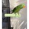 Show in main carousel: Polly's Pet Products Kiwi-Lime Flavor Tooty Fruity Bee Pollen Bird Perch, Green, Medium slide 2 of 10
