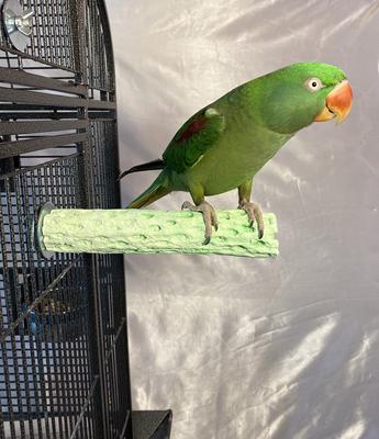 Show full view: Polly's Pet Products Kiwi-Lime Flavor Tooty Fruity Bee Pollen Bird Perch, Green, Medium slide 2 of 10