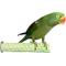 Show in main carousel: Polly's Pet Products Kiwi-Lime Flavor Tooty Fruity Bee Pollen Bird Perch, Green, Medium slide 4 of 10