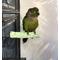 Show in main carousel: Polly's Pet Products Kiwi-Lime Flavor Tooty Fruity Bee Pollen Bird Perch, Green, Small slide 2 of 10