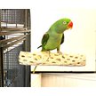 Show in main carousel: Polly's Pet Products Manu Mineral Bird Perch, Brown, X-Large slide 4 of 9