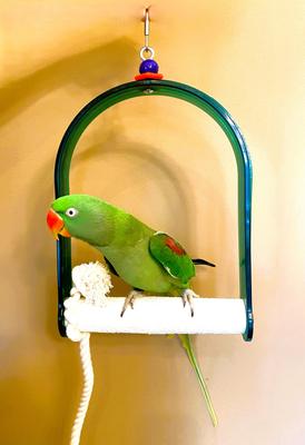 Show full view: Polly's Pet Products Nail Trimming Arch Bird Swing, Large slide 7 of 11