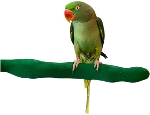 Show full view: Polly's Pet Products Orthopedic Sandwalk Bird Perch, Green, Large slide 2 of 4