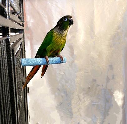 Show full view: Polly's Pet Products Pastel Bird Perch, Blue, Baby Medium slide 4 of 8