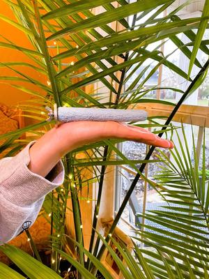 Show full view: Polly's Pet Products Pastel Bird Perch, Blue, Baby Medium slide 3 of 8