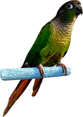 Show full view: Polly's Pet Products Pastel Bird Perch, Blue, Baby Medium slide 2 of 8