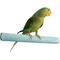 Show in main carousel: Polly's Pet Products Pastel Bird Perch, Blue, Large Long slide 1 of 11