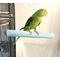 Show in main carousel: Polly's Pet Products Pastel Bird Perch, Blue, Large Long slide 3 of 11