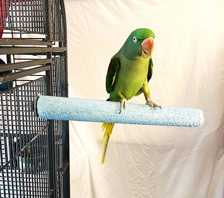 Show full view: Polly's Pet Products Pastel Bird Perch, Blue, Large Long slide 6 of 11