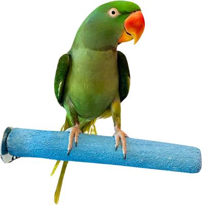 Show full view: Polly's Pet Products Pastel Bird Perch, Blue, Large slide 6 of 9