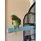 Show in main carousel: Polly's Pet Products Pastel Bird Perch, Blue, X-Large Long slide 5 of 7