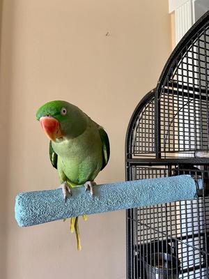 Show full view: Polly's Pet Products Pastel Bird Perch, Blue, X-Large Long slide 5 of 7