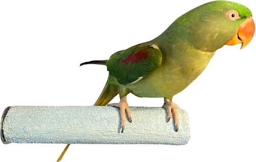 Show full view: Polly's Pet Products Pastel Bird Perch, Blue, X-Large slide 2 of 10