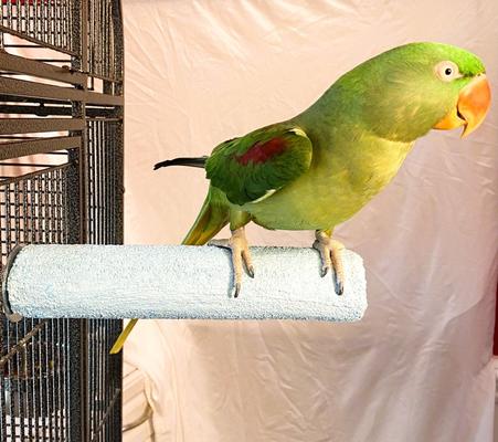 Show full view: Polly's Pet Products Pastel Bird Perch, Blue, X-Large slide 6 of 10