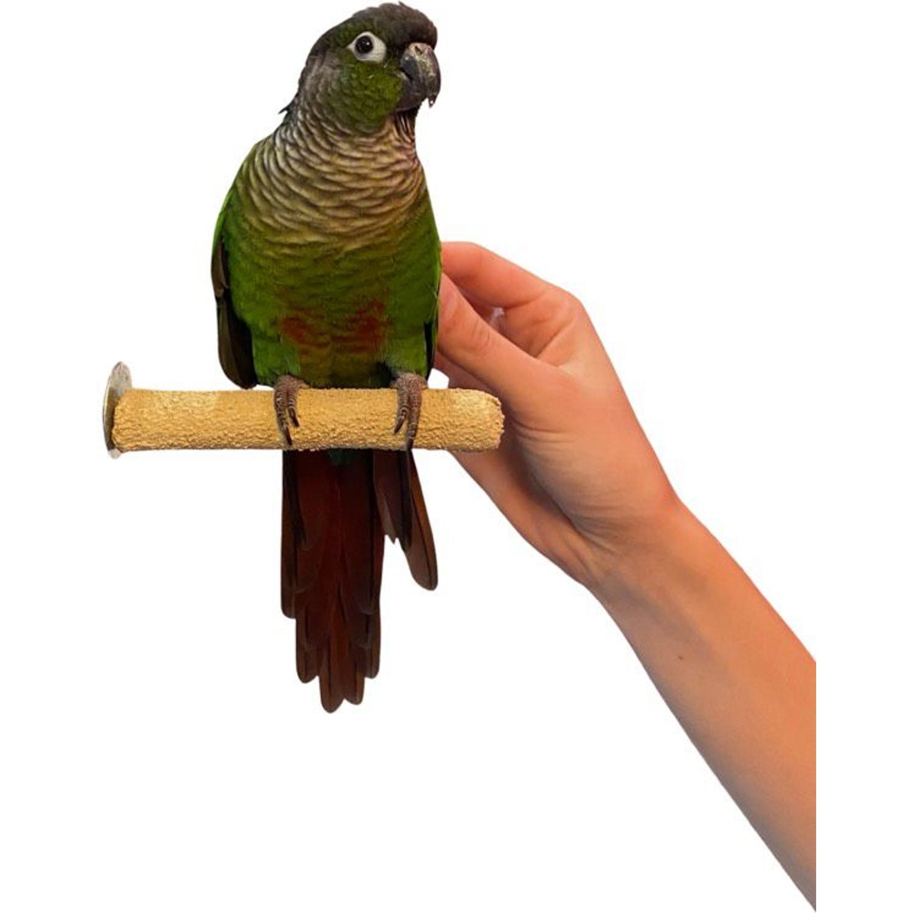 Polly's Pet Products Pastel Bird Perch, Brown, Baby Medium