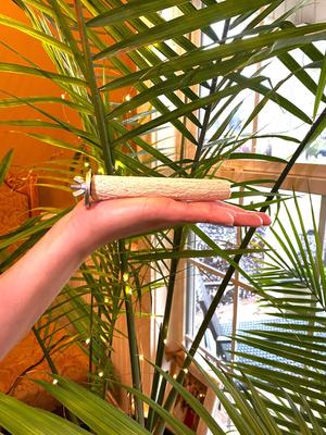 Show full view: Polly's Pet Products Pastel Bird Perch, Brown, Baby Medium slide 4 of 11