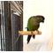 Show in main carousel: Polly's Pet Products Pastel Bird Perch, Brown, Baby Medium slide 3 of 11