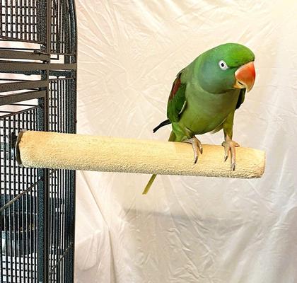 Show full view: Polly's Pet Products Pastel Bird Perch, Brown, Large Long slide 3 of 11