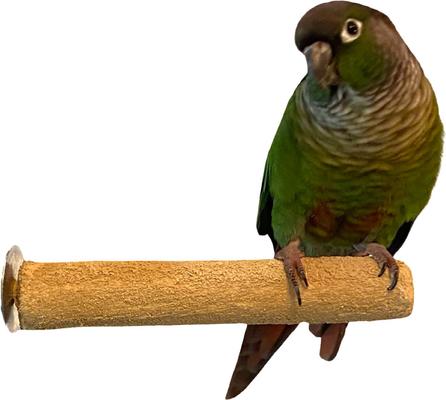 Show full view: Polly's Pet Products Pastel Bird Perch, Brown, Small slide 1 of 9