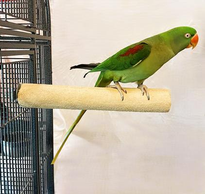 Show full view: Polly's Pet Products Pastel Bird Perch, Brown, X-Large Long slide 2 of 10