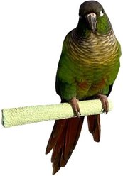 Polly's Pet Products Pastel Bird Perch, Green, Baby Medium