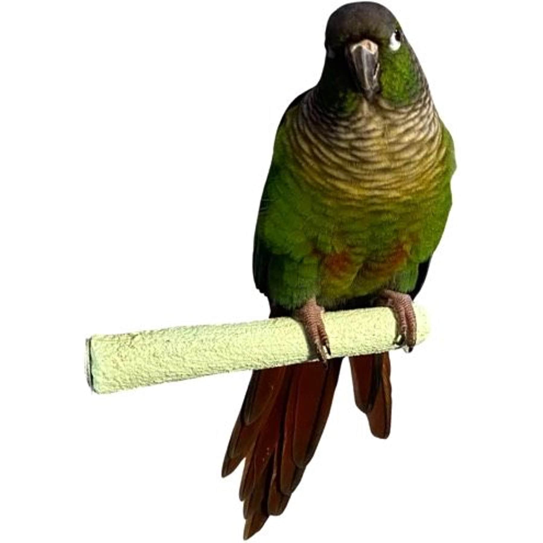 Polly's Pet Products Pastel Bird Perch, Green, Baby Medium
