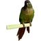 Show in main carousel: Polly's Pet Products Pastel Bird Perch, Green, Baby Medium slide 1 of 11