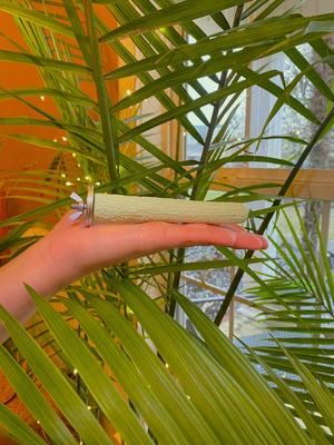 Show full view: Polly's Pet Products Pastel Bird Perch, Green, Baby Medium slide 4 of 11