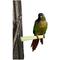 Show in main carousel: Polly's Pet Products Pastel Bird Perch, Green, Baby Medium slide 3 of 11