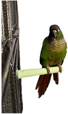 Show full view: Polly's Pet Products Pastel Bird Perch, Green, Baby Medium slide 3 of 11