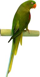 Polly's Pet Products Pastel Bird Perch, Green, Large