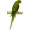 Show in main carousel: Polly's Pet Products Pastel Bird Perch, Green, Large slide 1 of 10