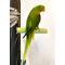 Show in main carousel: Polly's Pet Products Pastel Bird Perch, Green, Large slide 3 of 10