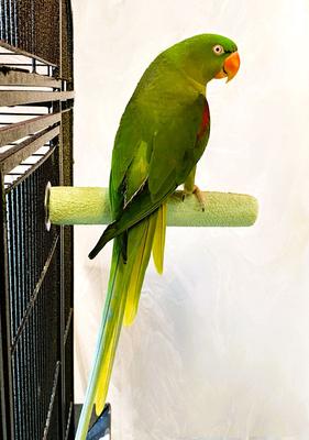 Show full view: Polly's Pet Products Pastel Bird Perch, Green, Large slide 3 of 10