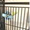 Show in main carousel: Polly's Pet Products Pastel Bird Perch, Green, Large slide 6 of 10