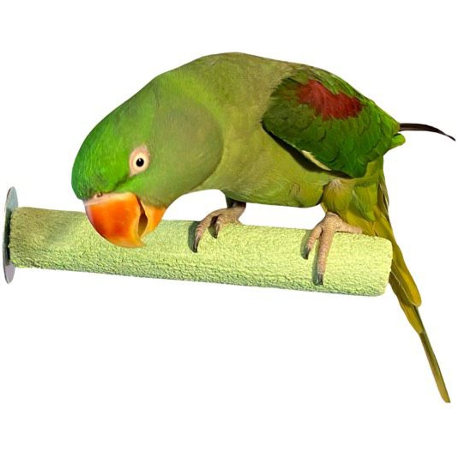 Polly's Pet Products Pastel Bird Perch, Green, Medium