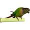 Show in main carousel: Polly's Pet Products Pastel Bird Perch, Green, Small slide 1 of 11