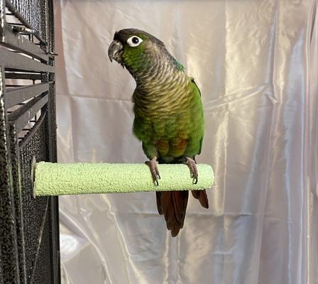 Show full view: Polly's Pet Products Pastel Bird Perch, Green, Small slide 9 of 11