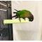 Show in main carousel: Polly's Pet Products Pastel Bird Perch, Green, Small slide 3 of 11